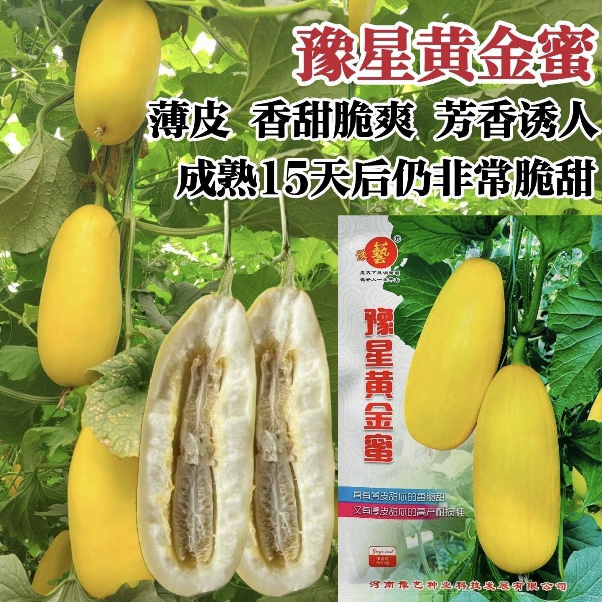 豫艺黄金蜜甜瓜种子薄皮香脆甜高产黄皮甜瓜黄金甜瓜种子超甜香瓜
