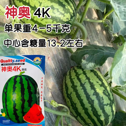 神奥4K西瓜种子 红三西瓜种子硬薄皮干沙瓤 低温弱光下座果率极强