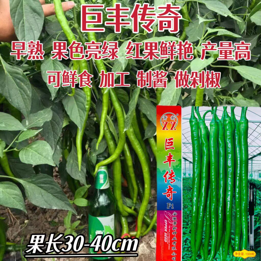 萧新巨丰传奇辣椒种子早熟高产辣椒种子长绿条辣椒种子可鲜食剁椒