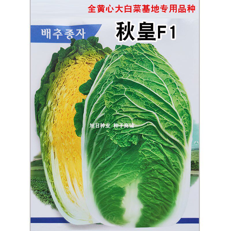 山东秋皇大白菜种子孑杂交一代结球全黄心白菜籽早熟70天可做泡菜