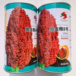 神禾酿金梁8号酿造形高粱种子春季高产矮生抗旱呈纺锥形壳褐红色