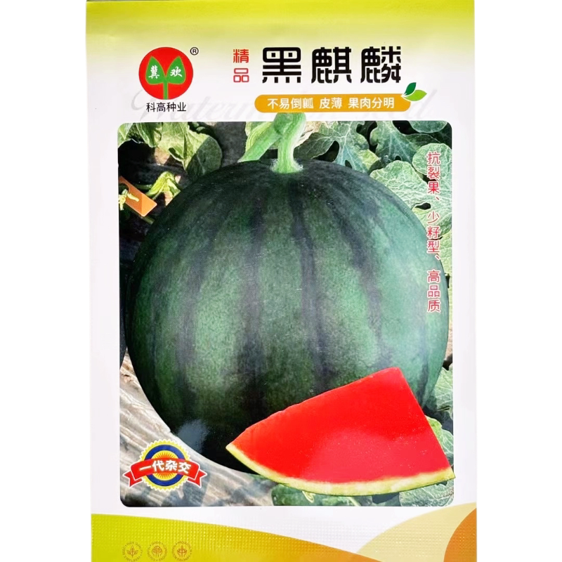 黑皮大西瓜种子抗裂小籽中晚熟红瓤高产大果高圆黑麒麟西瓜种籽孑