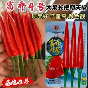 硬度好 长把 富乔4号朝天椒大果型辣椒种子 产量高 正品