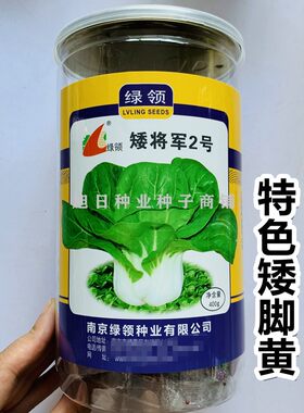 绿领南京特色束腰秋季越冬小白菜