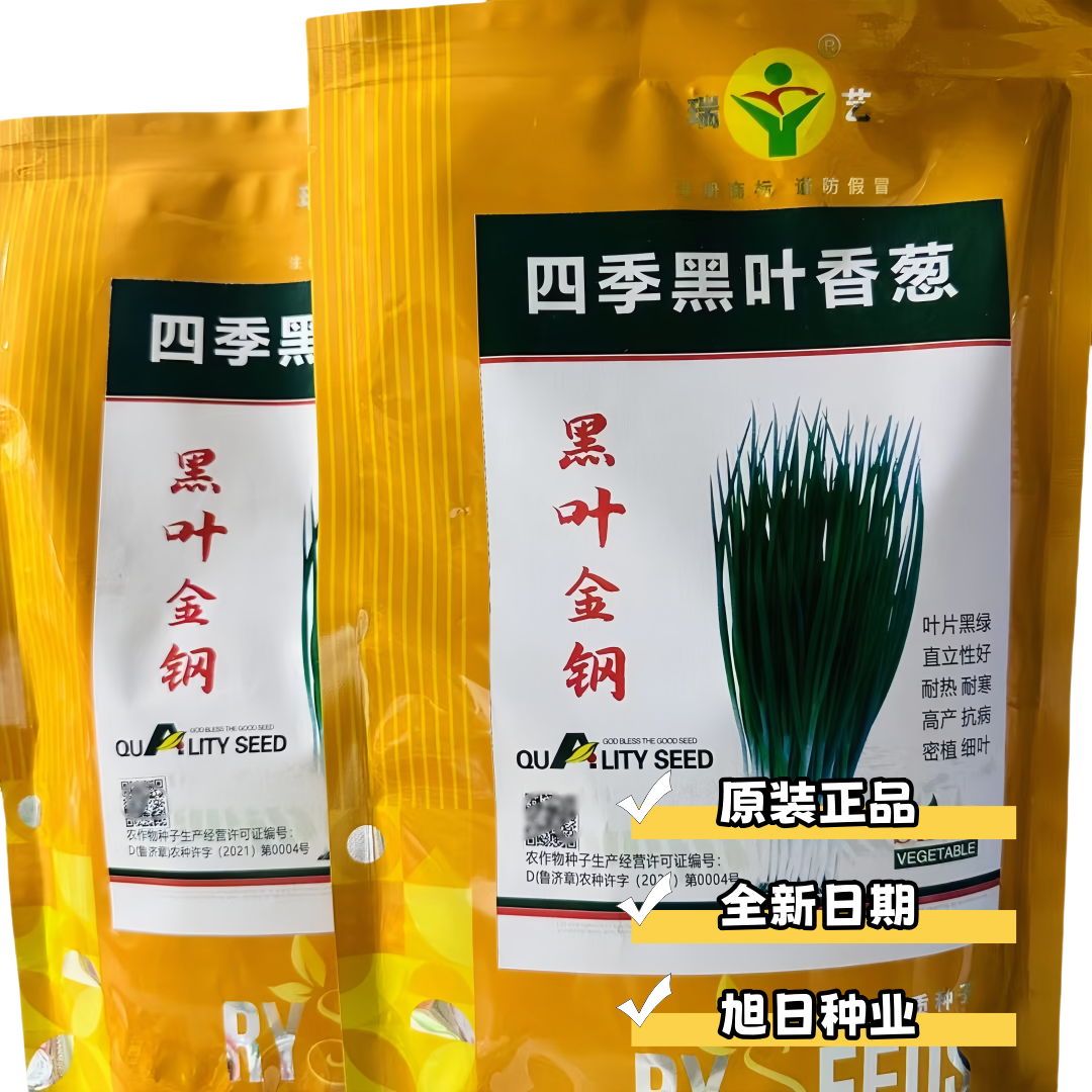黑叶金刚小葱种子黑叶香葱种子