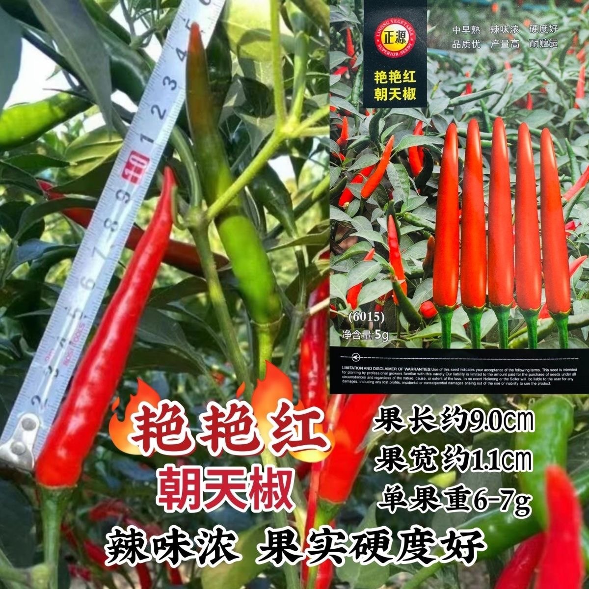 正源艳艳红朝天椒种子广东单生朝天辣椒种子辣味浓硬度好干鲜两用