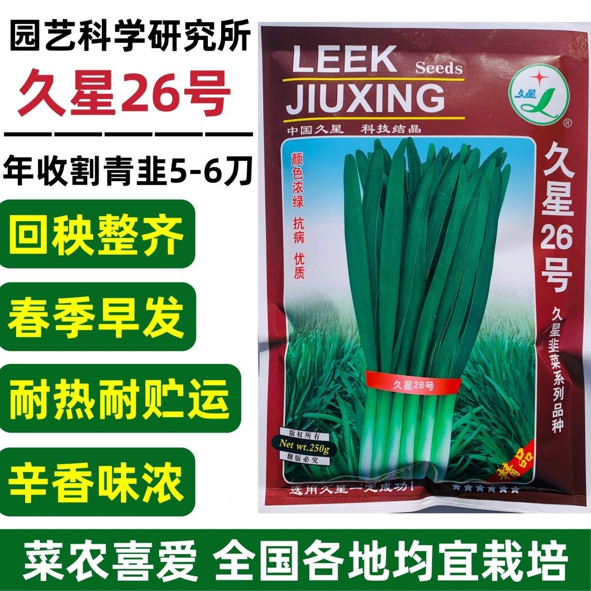 久星26号韭菜种子休眠型青韭回秧整齐宽叶韭菜种籽四季耐热蔬菜籽