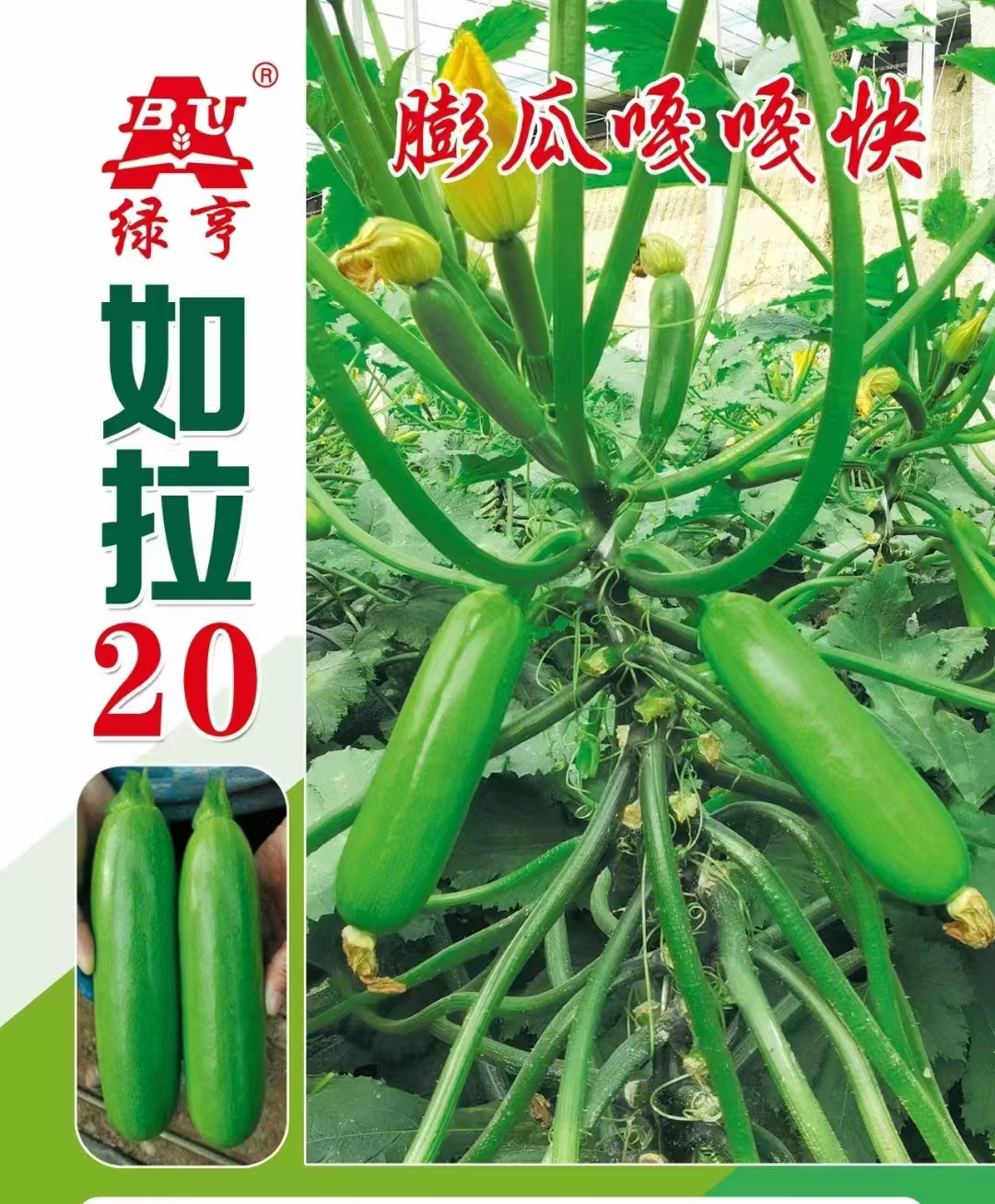 如拉20西葫芦种子中早熟高产翠绿油绿长棒形耐低温越冬丰产大田孑