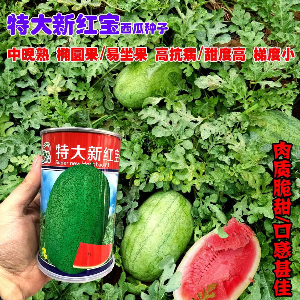 新红宝西瓜种子高产花皮特大老品种懒汉懒人夏季耐热西瓜种籽孑