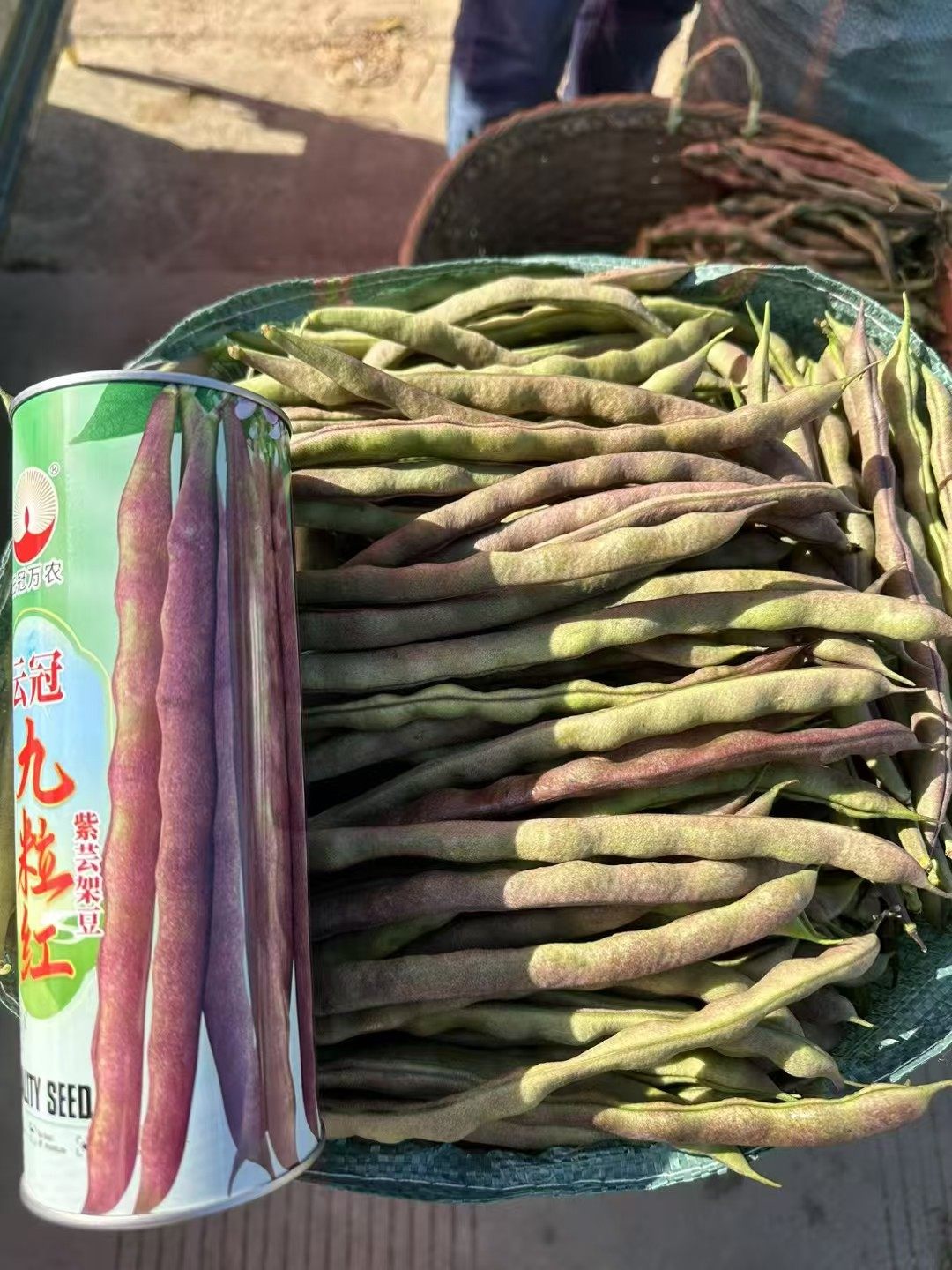 云冠九粒红不老芸豆种子压趴架红皮四季豆种籽宽扁豆春秋红架豆种