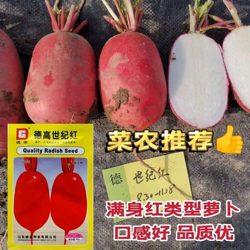 红皮白肉萝卜种子秋季播原装正品