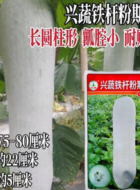 兴蔬铁杆粉斯杂交冬瓜种子早熟高产抗病长圆柱形瓤腔小耐储运春秋