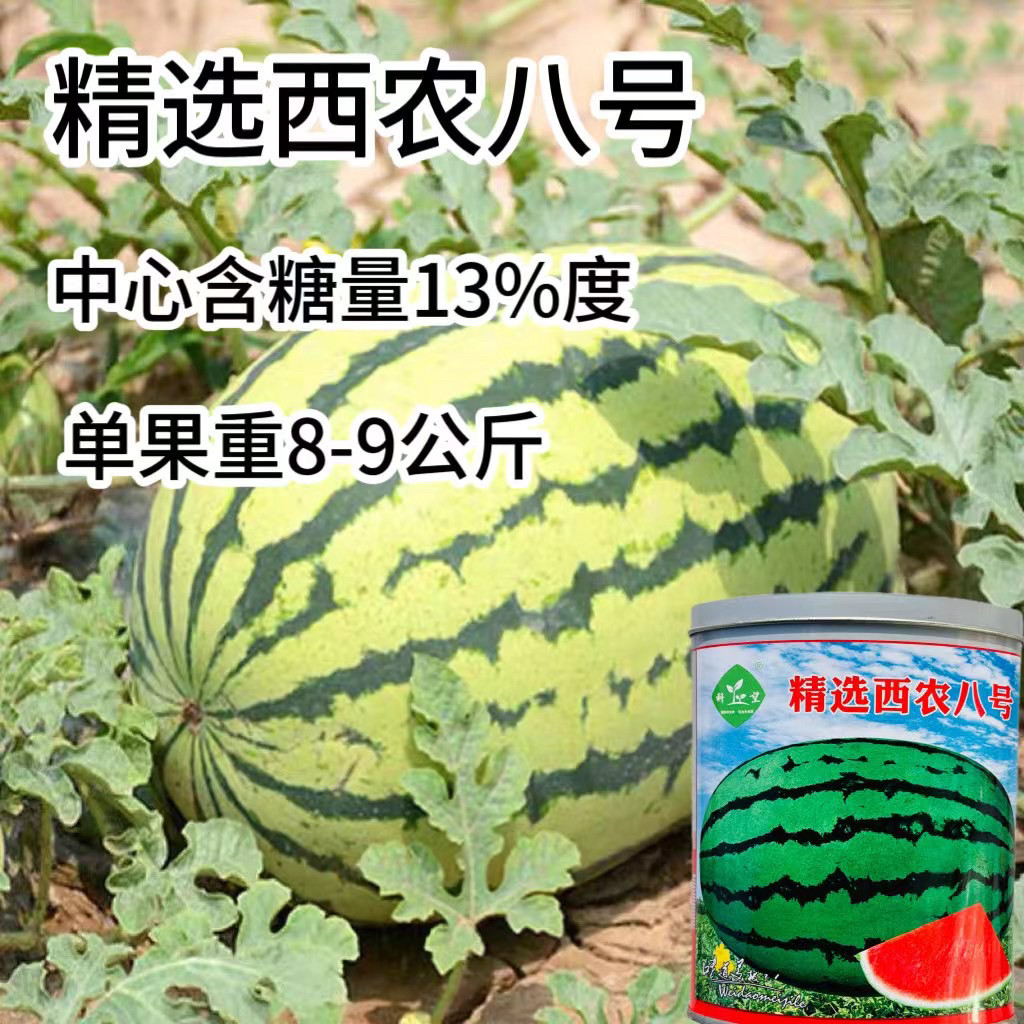 西瓜种籽孑西龙八号花皮超大懒汉巨型沙瓤春秋季露地瓜果水果种子