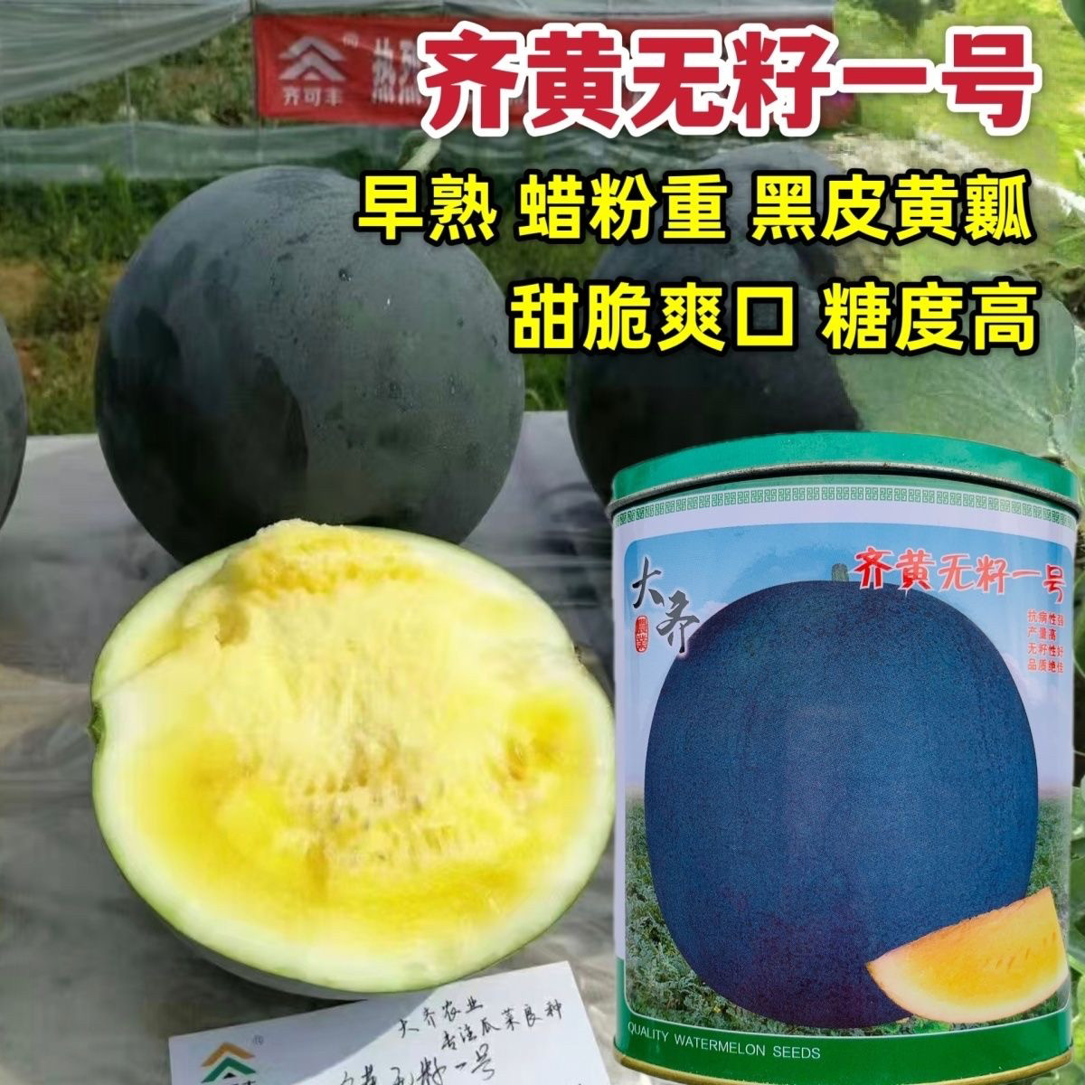 齐黄无籽一号西瓜种子黑皮黄瓤无籽糖度高南北方露地大棚西瓜种孑