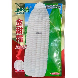 金甜糯1925白糯玉米种子甜糯玉米种籽大棒鲜食粘糯玉米苞谷种孑