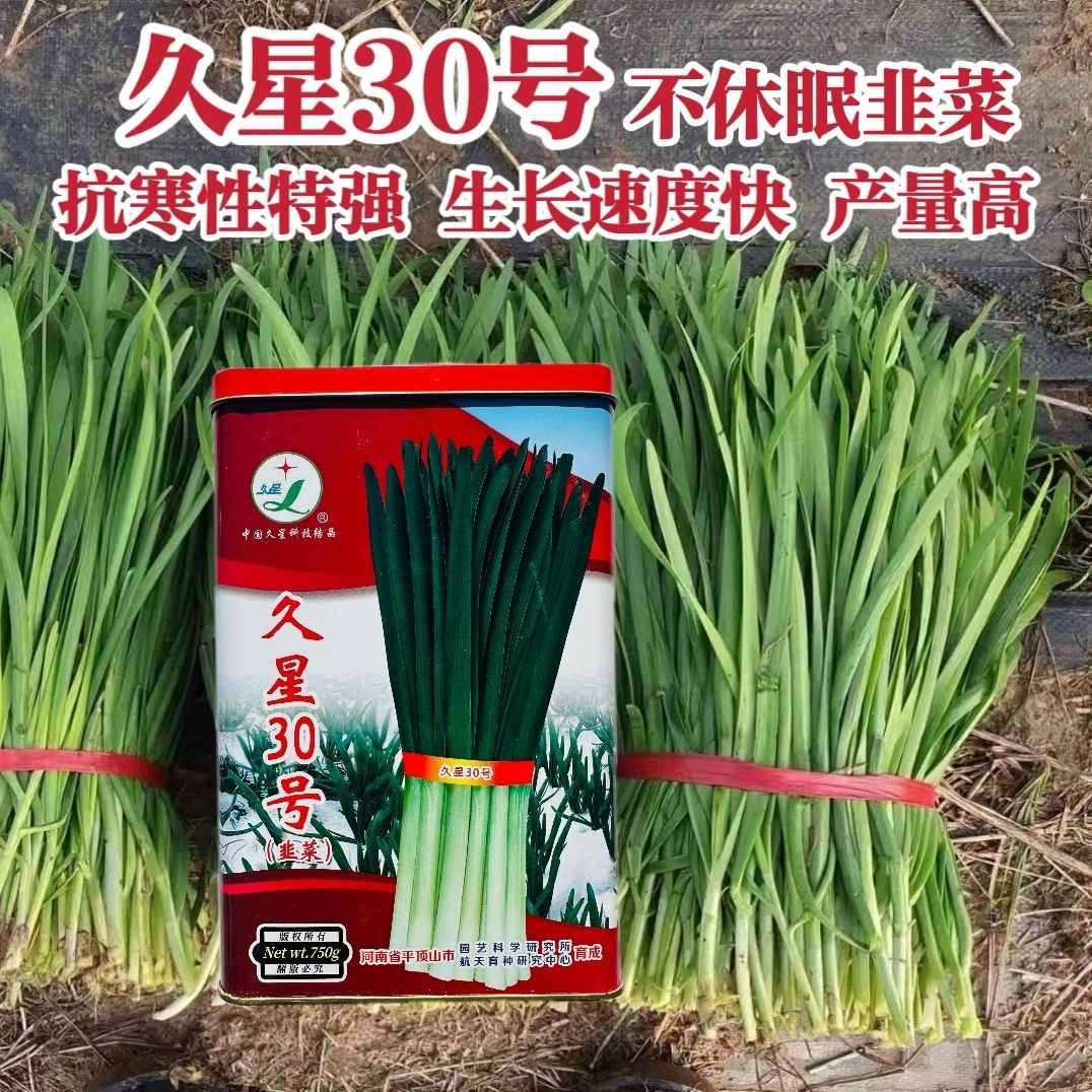 久星30号韭菜种子冬季不休眠品种极抗寒韭菜种籽辛香味浓不易干尖