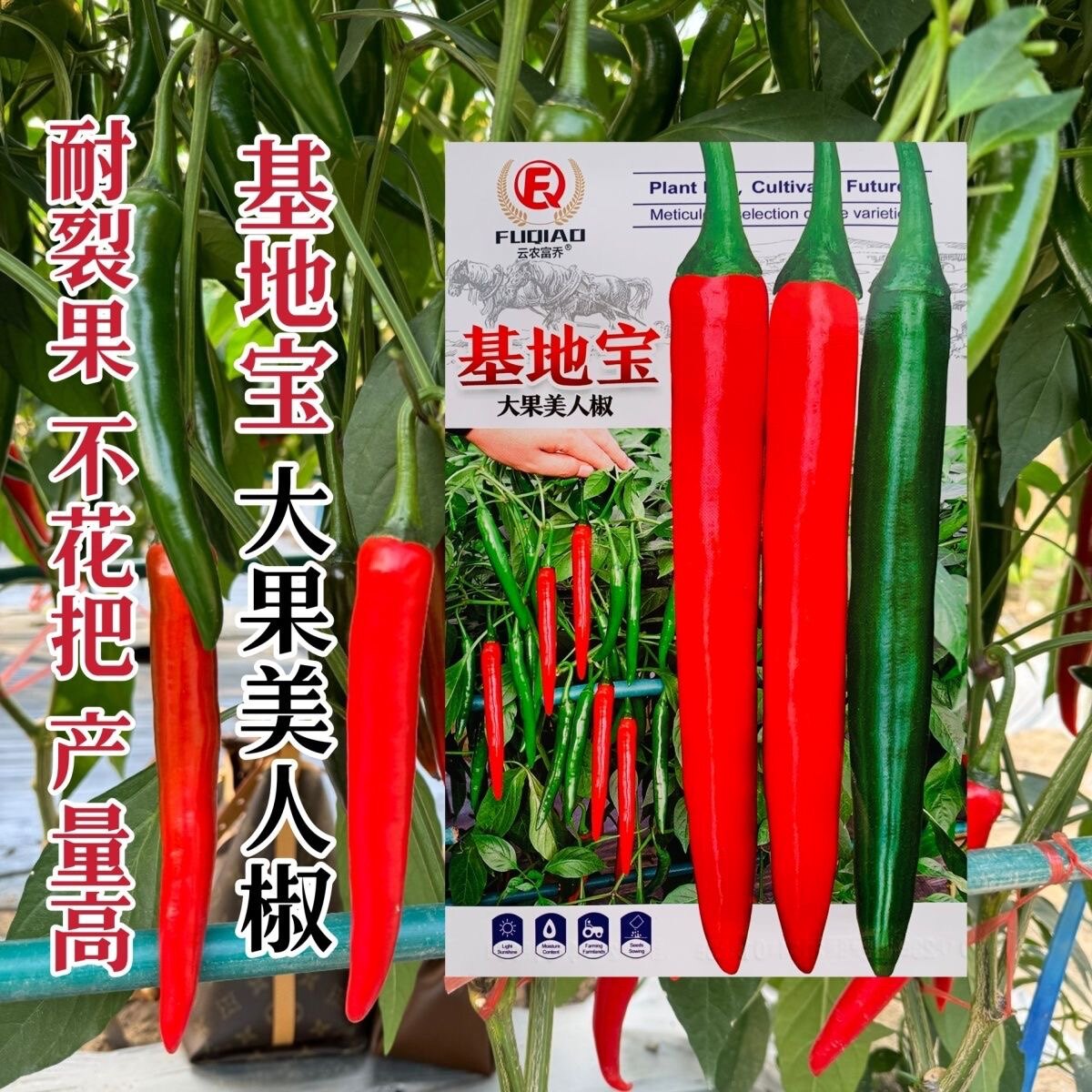 基地宝大果美人椒种子正宗红辣椒种子抗病果大产量高耐裂果不花把