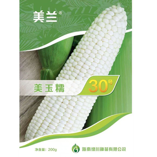 美玉糯30号玉米种子软糯香甜皮薄化渣大棒比美玉27大白糯玉米种籽