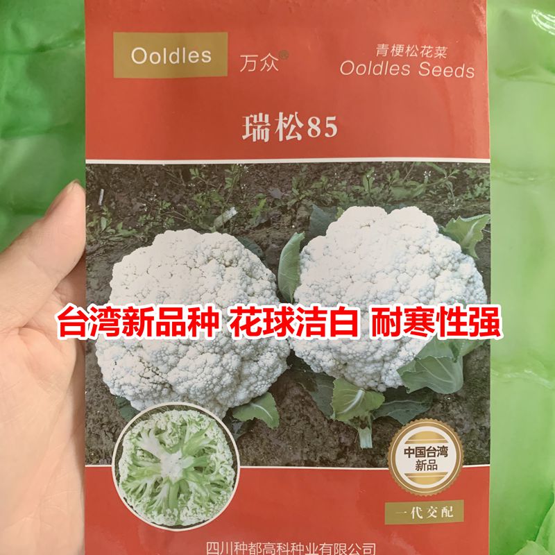 蔬菜台湾基地高产松花菜种子