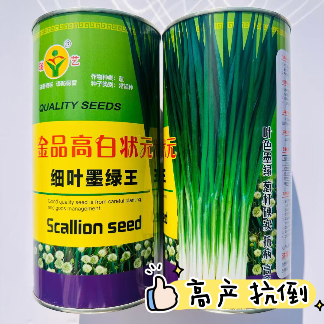 金品高白状元细叶墨绿王香葱大葱种子原装高产抗病抗倒伏葱杆硬实