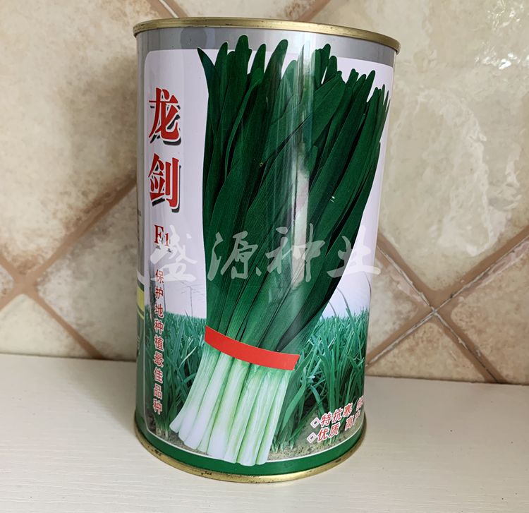 河南平龙白根冬季不休眠韭菜种子