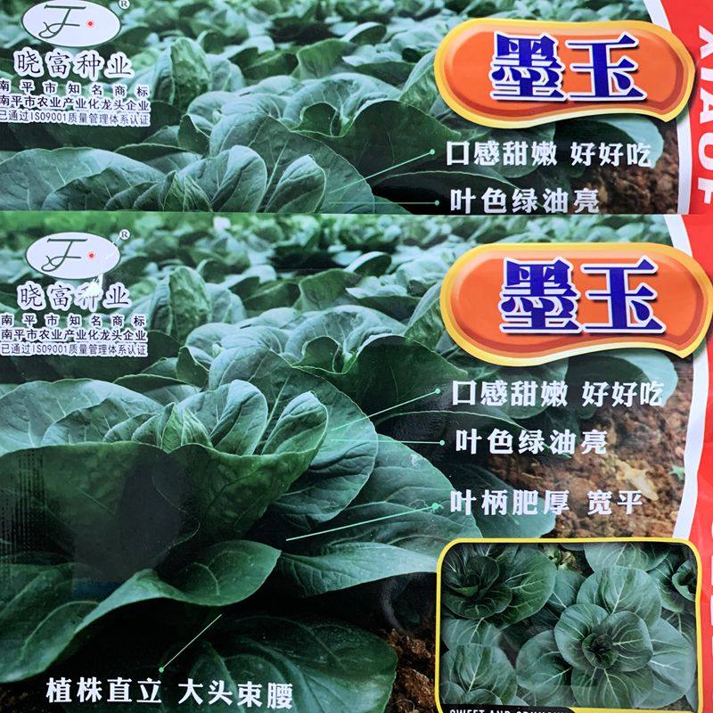 黑美人矮脚苏州青菜种籽墨玉矮小胖秋冬季小青菜农家耐寒蔬菜子