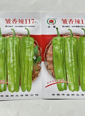 皱香辣117辣椒种子孑一代杂交中早熟大果薄皮黄绿色微辣抗病高产