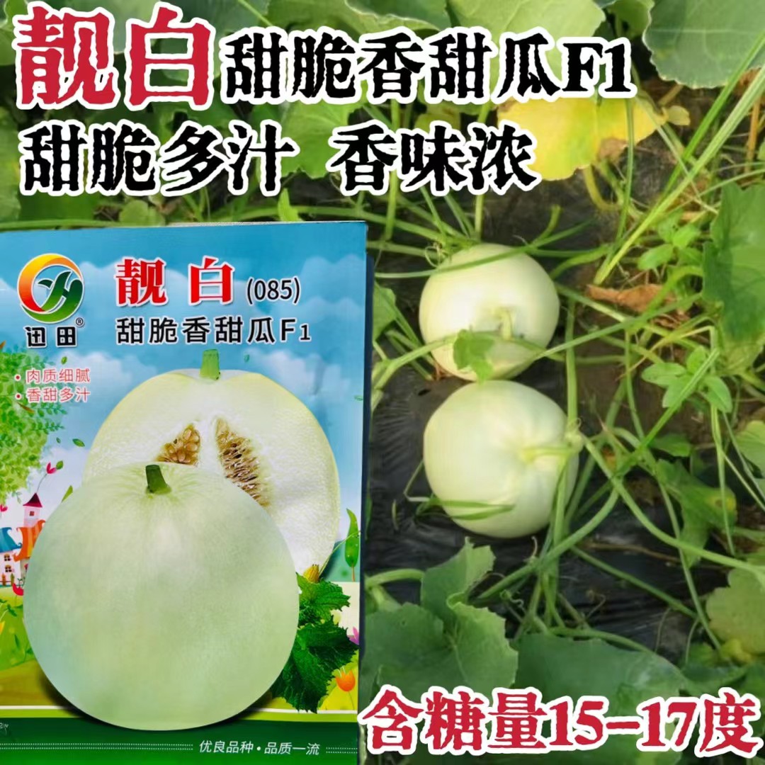 靓白甜脆085香甜瓜种子高产抗病优质高糖不倒瓢甜脆多汁香浓甜瓜