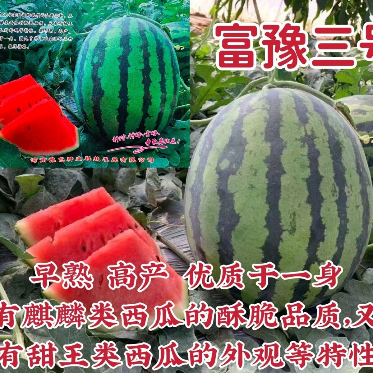 豫艺富豫三号西瓜种子香味浓郁糖度高酥脆香甜早熟高产甜王西瓜籽
