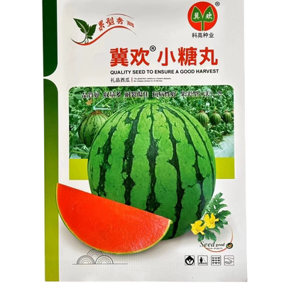 冀欢小糖丸早熟一代杂交小型礼品西瓜种子种籽花皮圆形大红瓤吊蔓