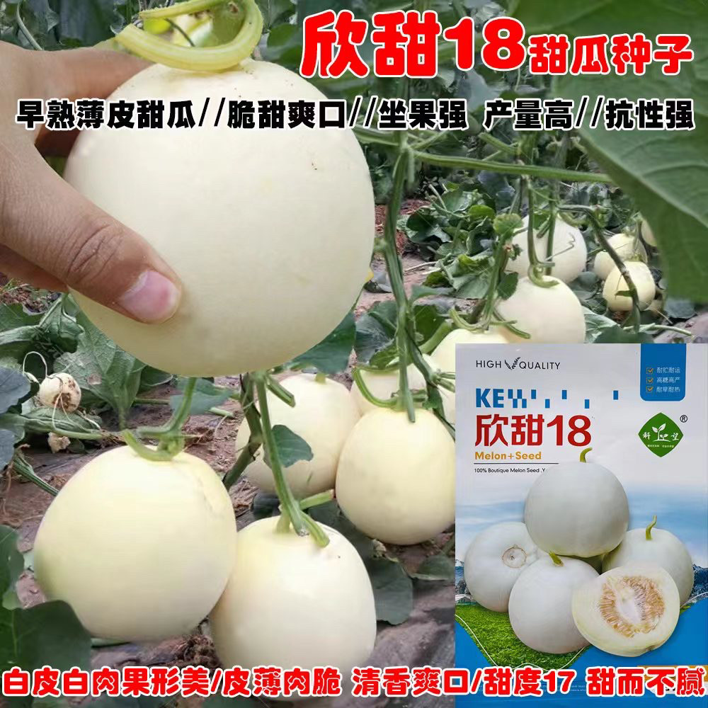 科望欣甜18甜瓜种子白皮白肉薄皮香瓜种籽早熟清香爽口春夏季瓜果