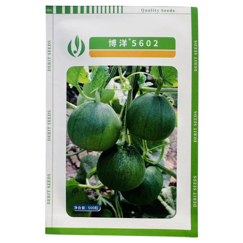 德瑞特博洋5602甜瓜种子薄皮早熟绿皮绿肉苹果形绿宝甜瓜种籽高糖