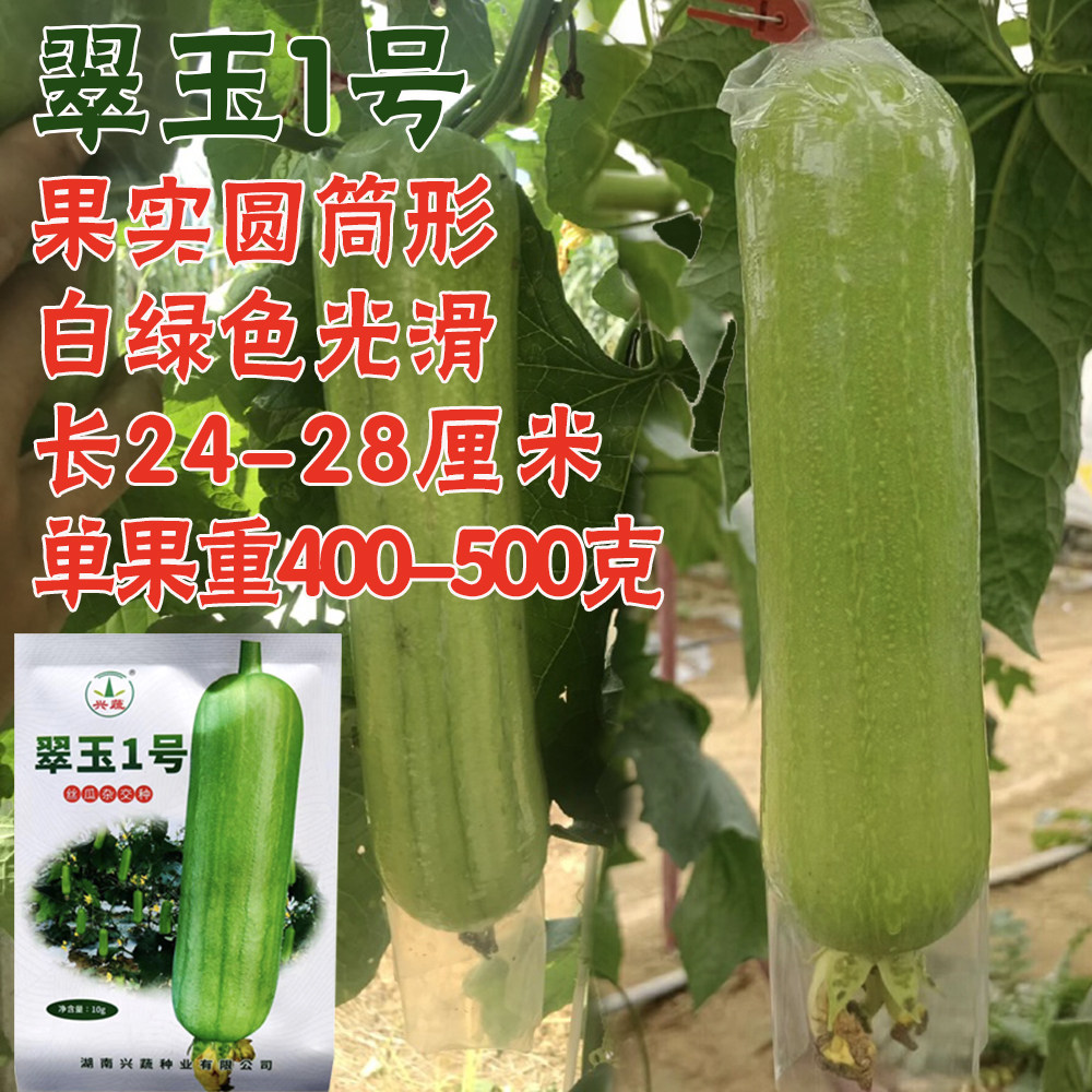兴蔬翠玉1号丝瓜种子早熟白绿长棒形丝瓜种孑耐低温香味浓丝瓜籽