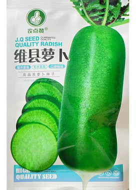 潍县青沙窝水果萝卜种子山东潍坊甜脆罗卜种籽青皮绿心生吃蔬菜种