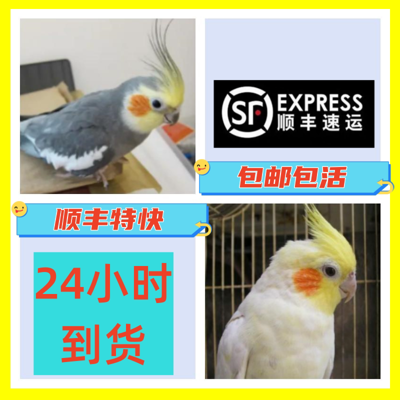 牡丹鹦鹉活鸟活物鸟粮中小型鸟笼手养成年会说话幼鸟活体宠物包邮