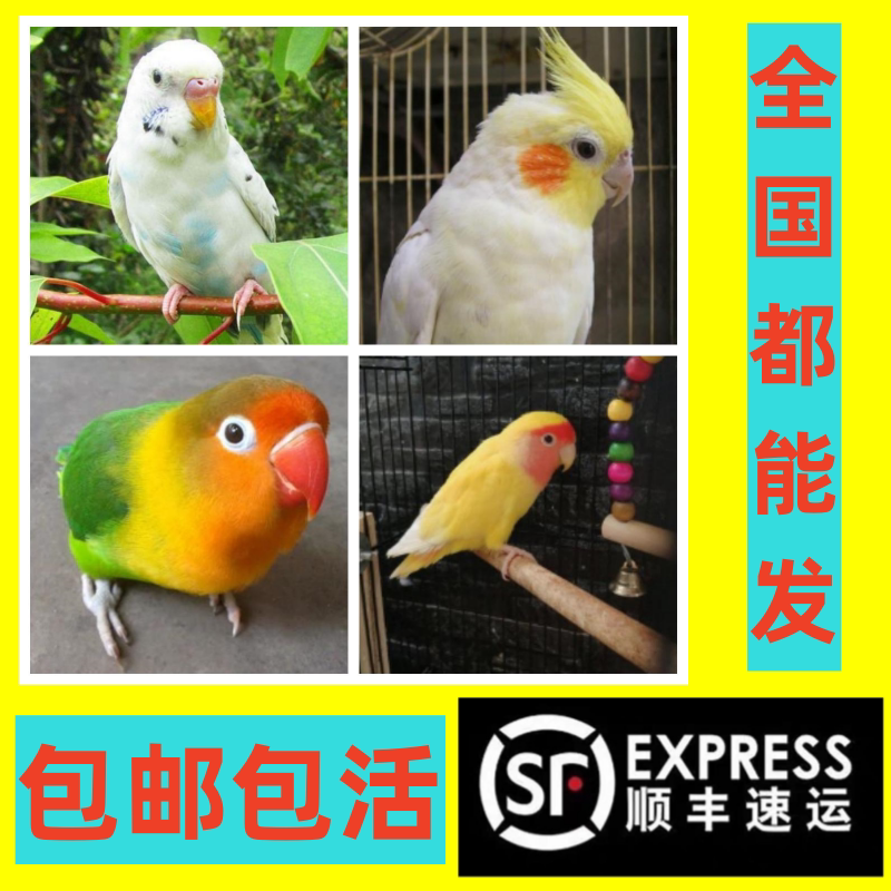 鹦鹉活鸟活物鸟粮中小型鸟笼手养成年会说话幼鸟活体宠物虎皮