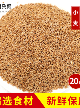 20斤农家新小麦磨面酿酒喂鸽子发麦芽糖小麦粒榨汁小麦苗种子猫草