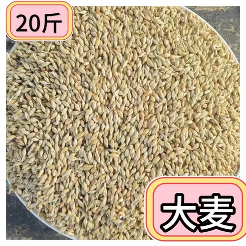 20斤大麦农家大麦家禽喂鸽子