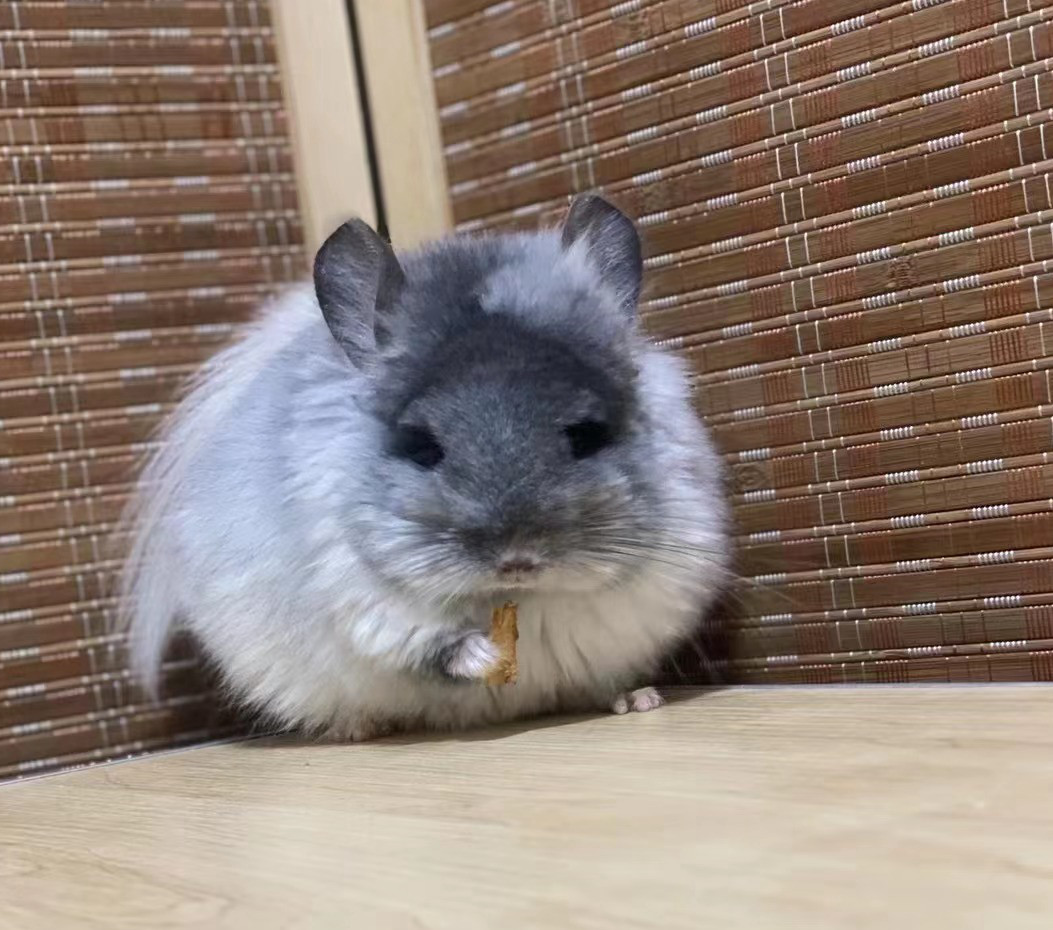 龙猫活物龙猫活体幼崽宝宝打过疫苗长毛龙猫标灰米色粉白银版紫灰