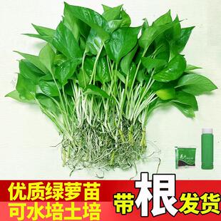 绿萝苗水培土培盆栽办公室内阳台花卉懒人裸苗绿箩除甲醛净化空气