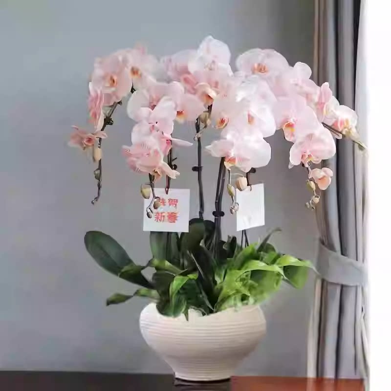蝴蝶兰花苗带花剑大苗盆栽室内桌桌面绿植