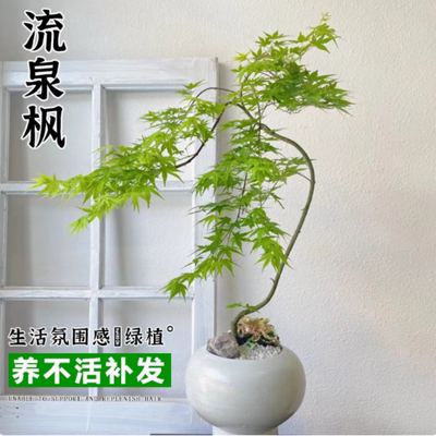 流泉枫盆栽自然美室内绿植日本造型枫树好养网红客厅书房禅意植物