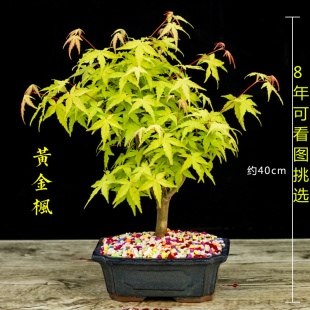 日本红枫盆景矮霸枫树老桩花卉植物室内花办公桌盆栽黄金枫树苗