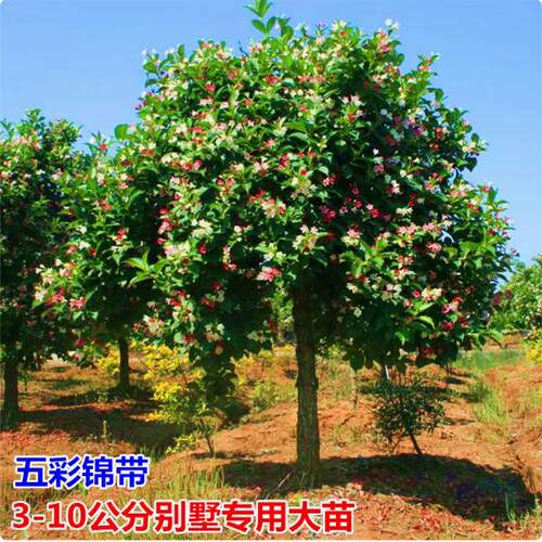 五彩锦带花树苗庭院种植