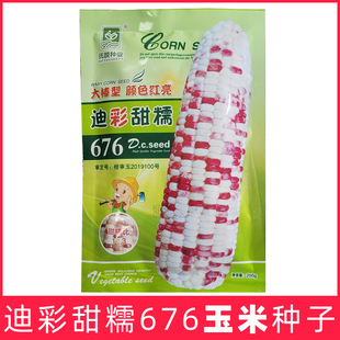 迪彩甜糯676花玉米种子甜加糯彩玉米种籽口感好高产春秋广西浙江