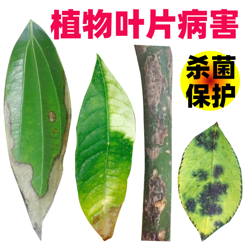 枯叶焦叶尖干叶黄叶斑病幸福发财树平安树桂花树专用药营养杀菌剂