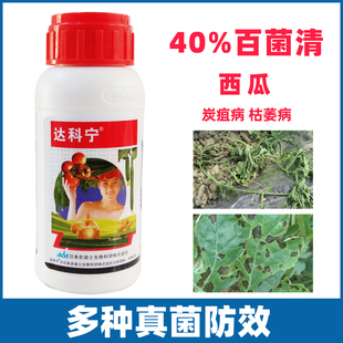 达科宁百菌清西瓜番茄辣椒黄瓜晚早疫病炭疽病蔓枯农药杀菌剂大全