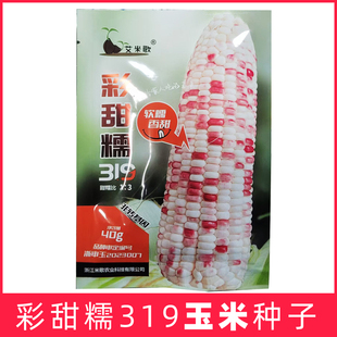 艾米歌彩甜糯319玉米种子软糯香鲜食玉米种籽大全春夏秋浙江大棒