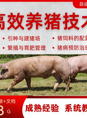养猪视频教程猪人工受精授精饲养