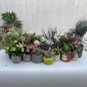 仿真植物盆景套装 多品种绿植盆栽家居装 饰摆件桌面绿化